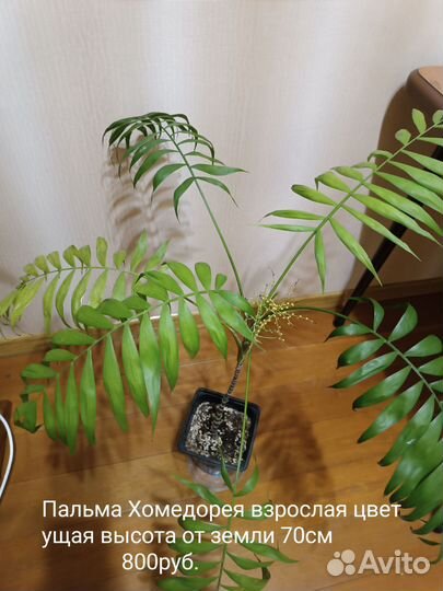 Пальма Хомедорея и Мирты