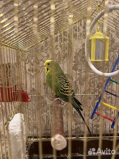 Попугай с клеткой