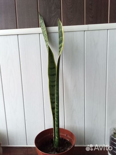 Сансевиерия Лауренти