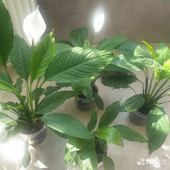 Комнатные растения