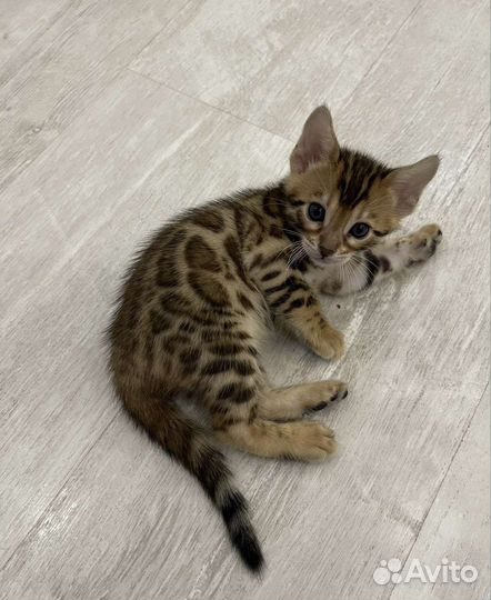 Бенгальский котёнок