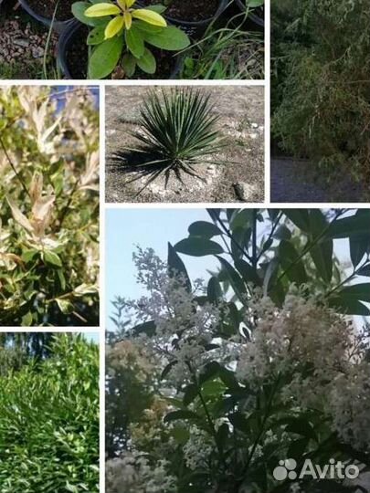 Многолетние растения