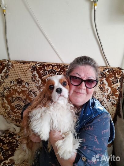 Индивидуальная передержка собак