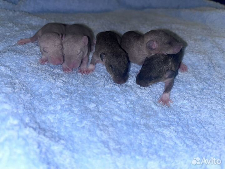 Крыски рекс дамбо