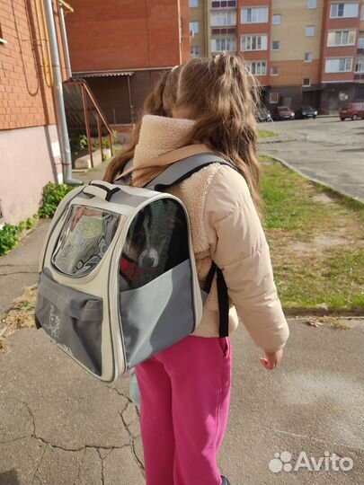 Джек Рассел девочка