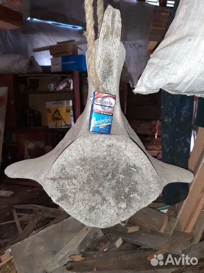 Древняя кость (позвонок)