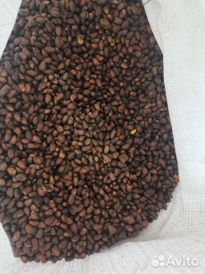 Орех кедровый