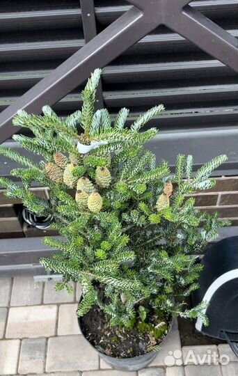 Пихта Сильберлок