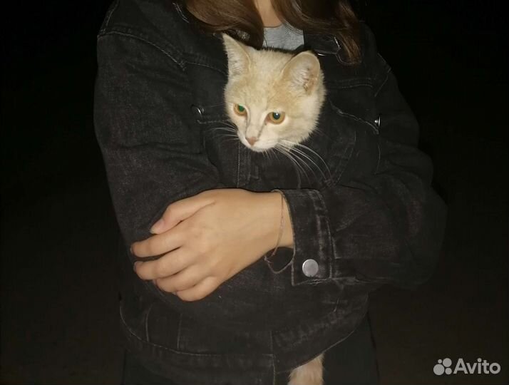 Рыжий котенок