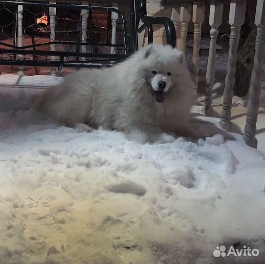 Самоед вязка