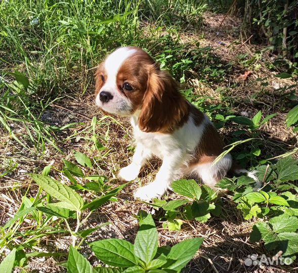 Кавалер Кинг Чарльз спаниель Девочка