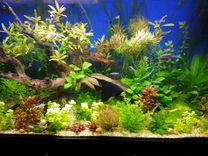 Рыба, аквариумные растения, улитки