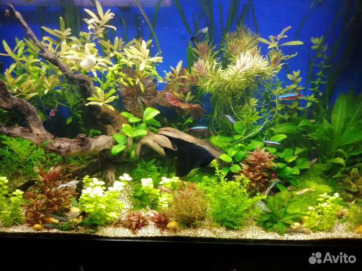 Рыба, аквариумные растения, улитки ампулярии