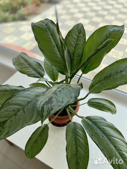 Аглаонема комнатный цветок