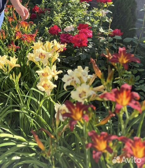 Лилейники сортовые