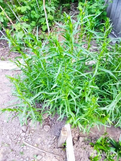 Рассада эстрагон