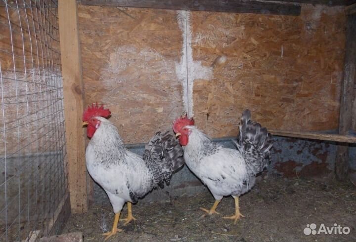 Петух барковской барвистой