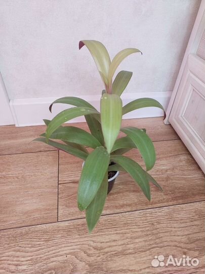 Комнатные растения.Разные