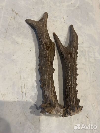 Рога косули