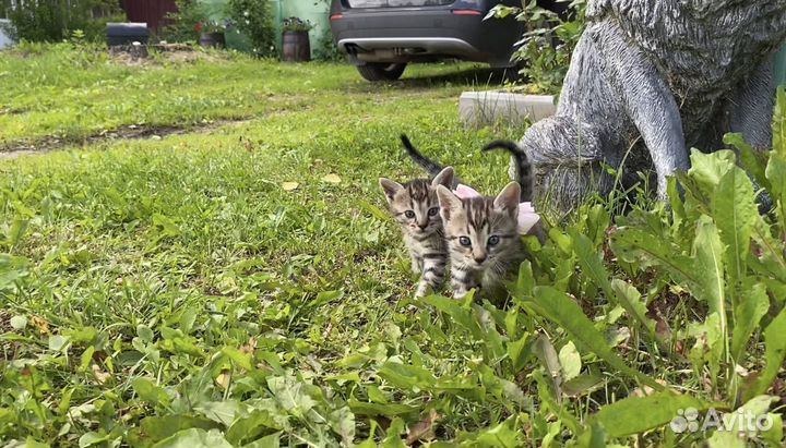 Бенгальская кошка уголь