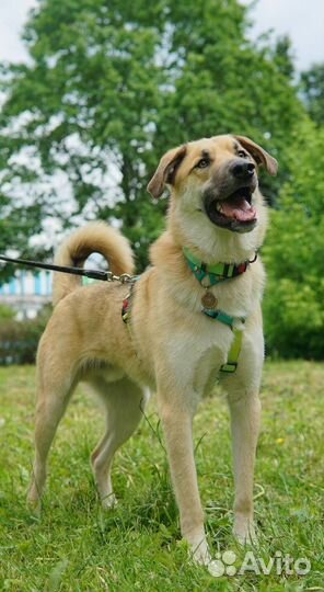 Собака в добрые руки из приюта