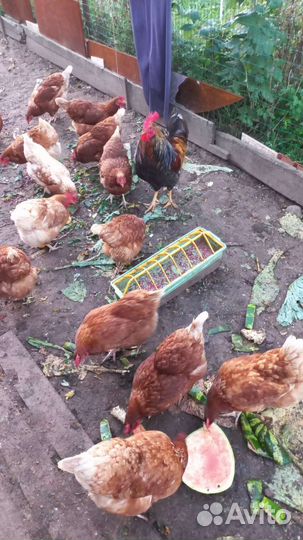 Куры молодки несушки
