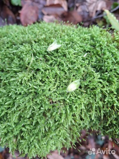 Мох не стабилизированный