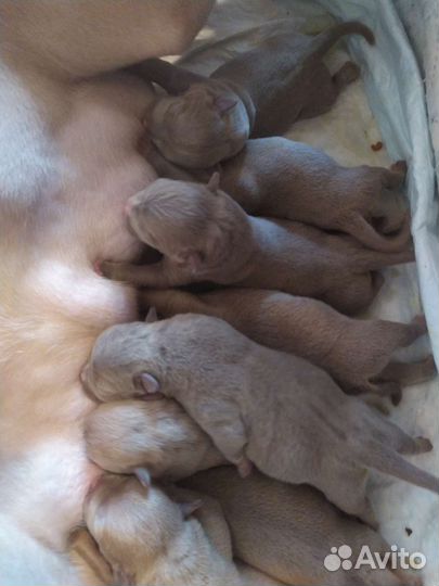 Искусственная вязка собак