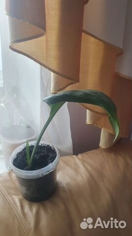 Эухарис детка