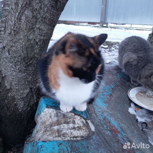 Кошки бесплатно