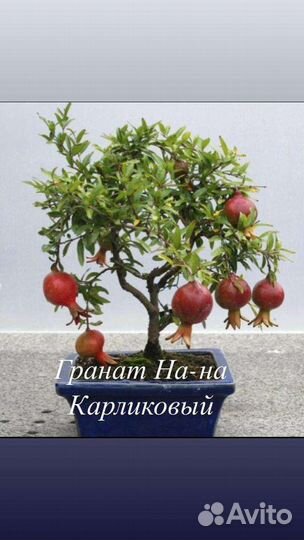 Карликовый гранат (комнатный)