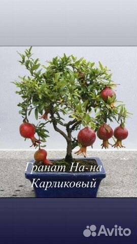 Карликовый гранат (комнатный)