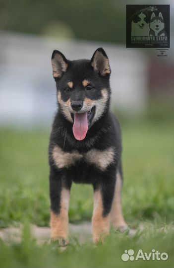 Продажа щенки Сиба ину(Шиба) п-к *Свободная стая*