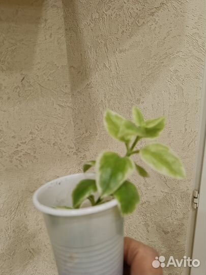 Аптения (суккулент)