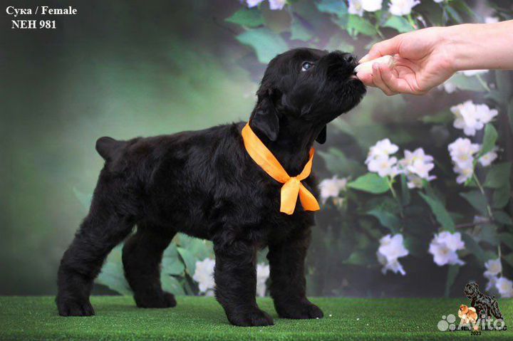 Щенок девочка русский черный терьер