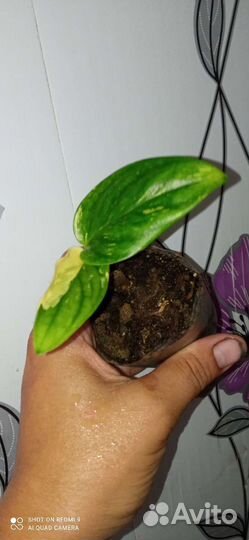 Филодендроны разные