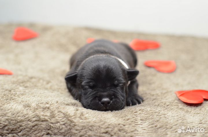 Стаффордширский бультерьер щенки