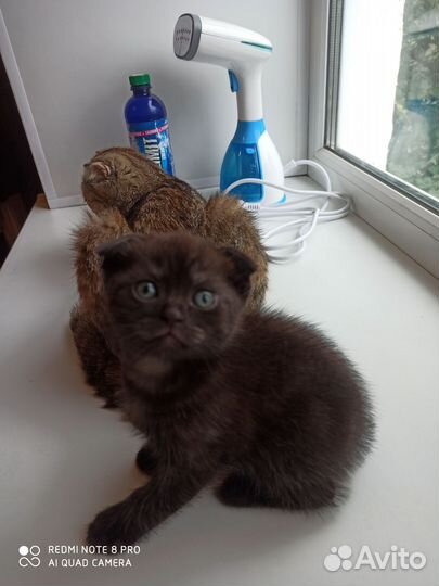 Шотландские котята