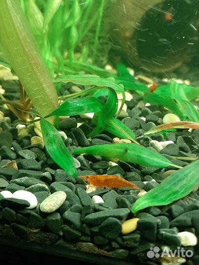 Хелены.Креветки.Золотые рыбки