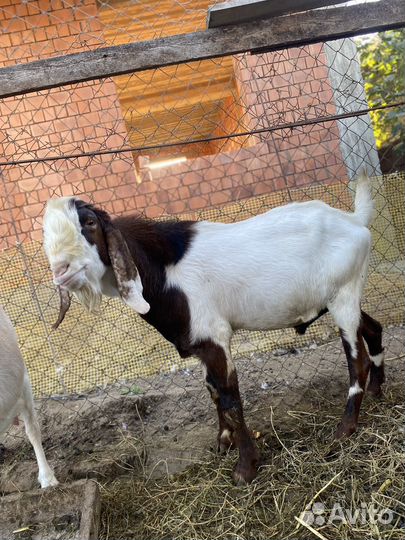 Домашние животные