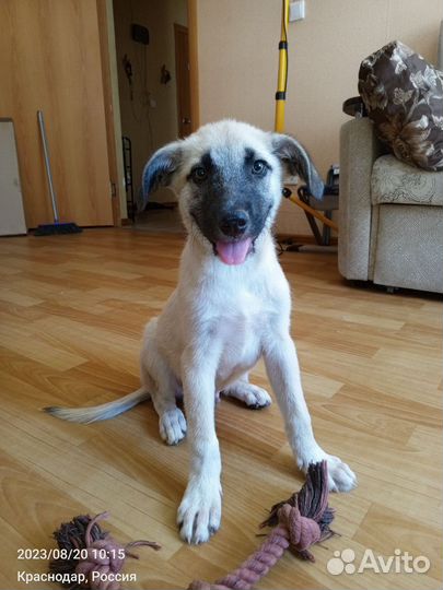 Щенок в добрые руки бесплатно