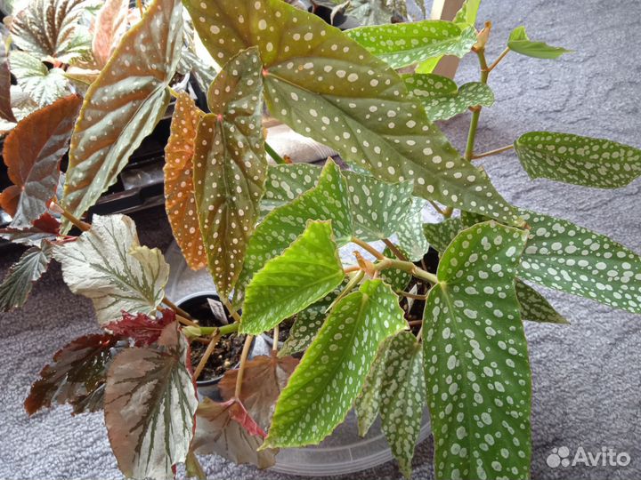 Бегонии набором