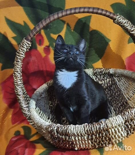 Черная кошка с белыми усами в добрые руки в дар