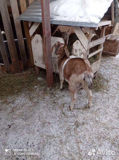 Нубийская козочка