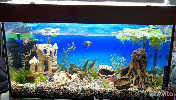 Аквариум