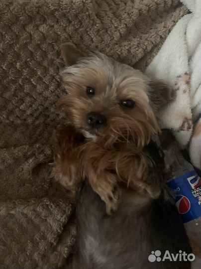 Йоркширский терьер вязка