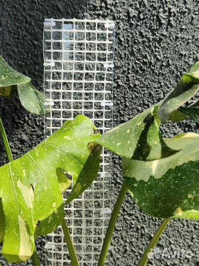 Тотем для растений, белый