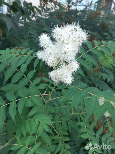 Саженцы розы, магонии, божьего дерева