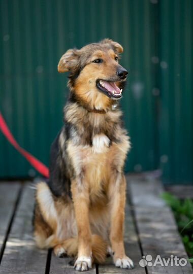 Миледи в добрые руки