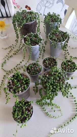 Комнатные растения